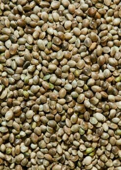 Ungeschälte Bio Hanfsamen 1 Kg